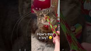 Costco Cat Advent Calendar catshorts cat christmas costco christmas2024 catvideos cattoys [upl. by Lizabeth]