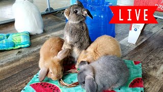 LIVE Bunny Cam  Q amp A session [upl. by Seldan243]