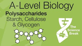 AQA ALevel Biology Polysaccharides  Starch Glycogen amp Cellulose  Quick Revision [upl. by Zuleika482]