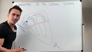 Heart Conduction amp ECG EKG Interpretation [upl. by Hairam]