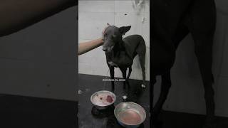 Recovery Story Of KALLI🐶❤️‍🩹 from huge Abses  Aashiyana By Naman  Stray Dog Rescue [upl. by Agemo818]