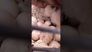 chicken hatching eggs first 🐣 egg baby chicks viralvideo shorts [upl. by Cheri]