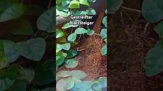 Gestreifter Blattsteiger frog frosch terrarium amphibia amphibien tiere animals shortvideo [upl. by Aicil]