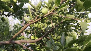 fruit🍎🍎🍎🍎 development spry alterneria leafspot powdery mildew rol of boron orchard apple [upl. by Sandon]