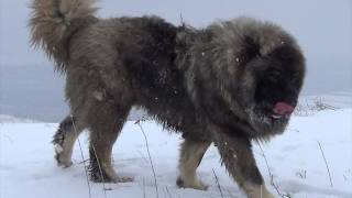 BEST ORIGINAL CAUCASIAN SHEPHERD OVCHARKA DOG [upl. by Acirederf784]