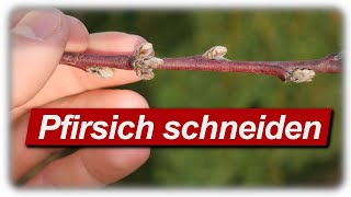 Pfirsichbaum schneiden  2 Jahre nach Profi Schnitt von schreiberbaum [upl. by Enidlareg]