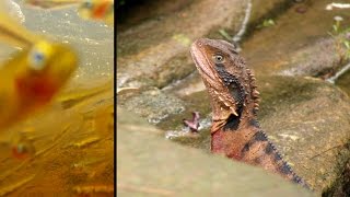 Eastern Water Dragons feeding on Firetail Gudgeons Sydney Australia [upl. by Anim]