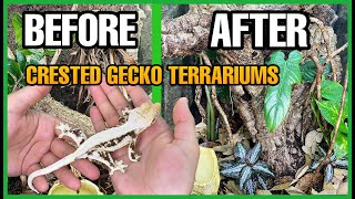 I UPGRADED MY CRESTED GECKO ENCLOSURES Crested Gecko Terrarium Setup [upl. by Pearce]