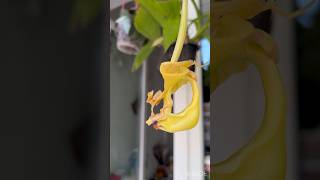 Coryanthes bergoldii First Ugly Bloom 🫣Πρώτη Απέσεια Ανθοφορια Первое Ужасное Цветение Кориантеса [upl. by Sairtemed322]