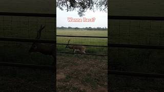 Racing an Antelope Please consider subscribing racing wildlife wil [upl. by Aihsi782]