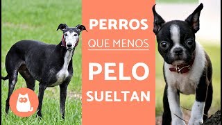 Los perros que MENOS PELO sueltan [upl. by Estes]