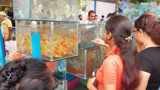 Recent Aquarium Fish Price Update  Galiff Street Fish Market  Galiff Street New Video  28724 [upl. by Noreht]