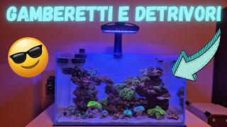 ACQUARIO MARINO  INSERIMENTO DETRIVORI E GAMBERETTI [upl. by Oakie374]