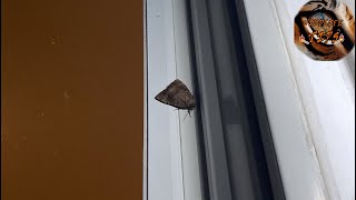 Copper underwing moth  all you need to know [upl. by Naivatco863]