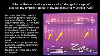 Extra bands in gel following Multiplex PCR [upl. by Aehc]