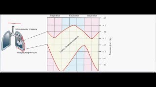 Chapter 23 Respiratory System [upl. by Htebarual]