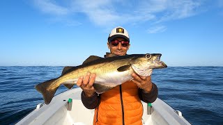 COMO PESCAR ABADEJO XL EN GALICIA A SLOW JIGGING [upl. by Slinkman]