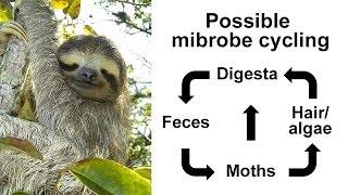 Illumina Webinar Utilizing mixed amplicon sequencing to investigate tree sloths and symbionts [upl. by Jerrylee349]