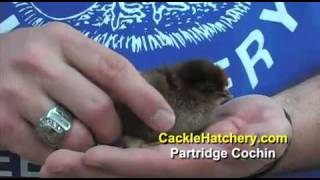 Partridge Cochin Chicken Breed [upl. by Ianteen183]