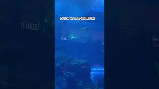 Dubai mall aquarium dubai aquarium shorts recipe trending [upl. by Manly491]