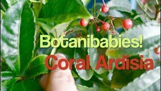 Coral Ardisia Plant Care [upl. by Tzong]