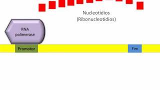 Transcrição  a síntese de RNA [upl. by Vinna]