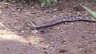 Hunting Western Diamondback Rattlesnake [upl. by Aluap794]