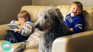 Giant Wolfhound Is In Love With Human Brothers  Cuddle Dogs [upl. by Ardle]