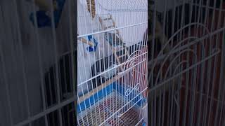 Imi place sa mananc pet birds cockatiel nimfa papagal pets perusi animals parrot [upl. by Else610]