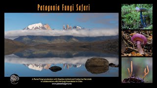 Patagonia Fungi Safari [upl. by Ilarin]