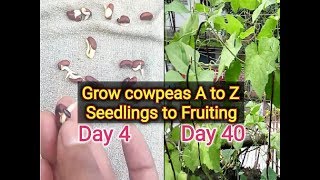 how to grow Cowpea how to germinate Cowpea seed [upl. by Satterfield]