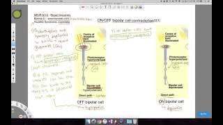 OnOff bipolar cell responses to light in the direct pathway [upl. by Yong]