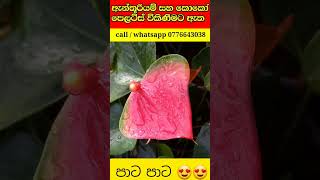 රෝසී මගෙ රෝසී 💗🤩 anthurium  anthurium collection  anthurium varieties [upl. by Ecidnak]