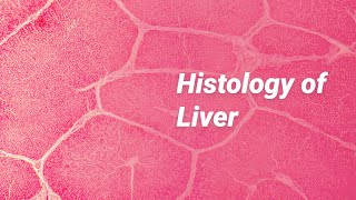 Histology of Liver [upl. by Gherardi]