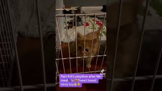 Playtime🐈🐾cat viralvideo shorts trending youtubeshorts cute tiktok funny fyp tiktok [upl. by Higley47]