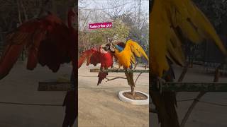 Beautiful macaw ParrotsTalking parrotparrotparrots birds [upl. by Enajiram]