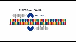 Genome editing with GeneArt® Precision TALs [upl. by Main568]