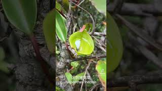 Nepenthes inermis 无刺猪笼草 [upl. by Otsuaf]