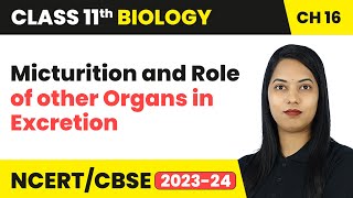 Micturition amp Role of other Organs in Excretion  Class 11 Biology Chapter 16  CBSE 202425 [upl. by Bendite]