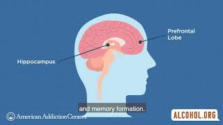 How Does Alcohol Affect the Teen Brain [upl. by Oiziruam88]