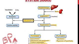 vasoactive peptides [upl. by Margaretha]