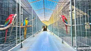 Visit Adeel CH Aviary  Macaw Breeding Farm  Raw Ringneck Conure Lory Breeding Setup [upl. by Sehcaep]