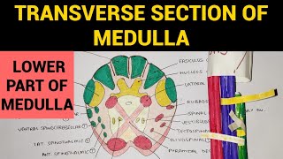 Transverse Section of Medulla  1  TS of Lower Part of Medulla at Pyramidal Decussation [upl. by Llenyaj]