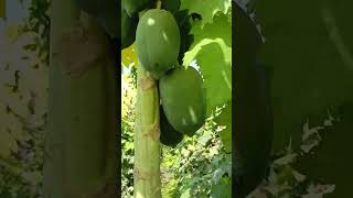 Papeta Video music arabic nature papeete [upl. by Ardnosak]