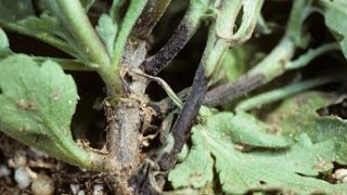 Pythium Stem Rotchrysanthemum பித்தியம் தண்டு அழுகல் நோய்plantprotectionppvijay985 [upl. by Neirb]