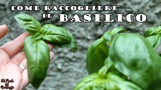 Come RACCOGLIERE il BASILICO e mantenerlo al meglio [upl. by Laing]