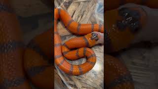 Honduran Milk Snake coldbloodcreations reptiles snakes [upl. by Lotsyrc784]