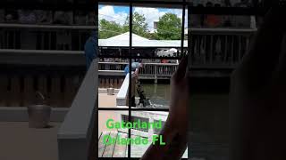 gatorland Orlando FL show [upl. by Narud950]