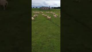 Drone fly by of abandoned bluestone farmhouse drone sheep dji newvideo abandoned australia [upl. by Peggie]