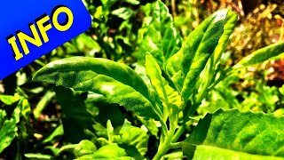 Longevity Spinach  Gynura Procumbens INFO [upl. by Diraj]